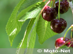 Le temps des cerises... Ou celui des queues de cerises ?