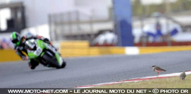 Broc Parkes et des You-Yous - Mondial Superbike Afrique du Sud 2009 : Quadruplé de Ducati Xerox à Kyalami !