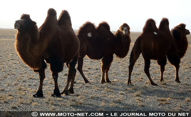 Voyage en terres nomades (12) : le désert de Gobi
